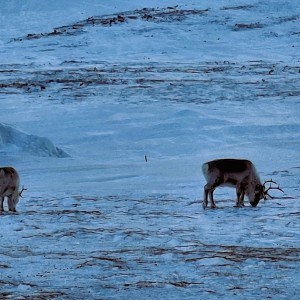 SVALBARD - 20250322_115416svalbard_NL_3_800x600_238a1cb4d8ce82f5351e7ae2605b802f