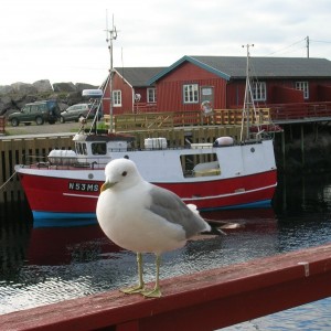 NORVEGIA - DSCN4841_800x599_66919788762cffe9e63e06ab71b6c1da
