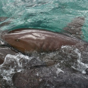 BELIZE - IMG_0180_800x533_fd086bc075e8e04510bbf1f66d520843