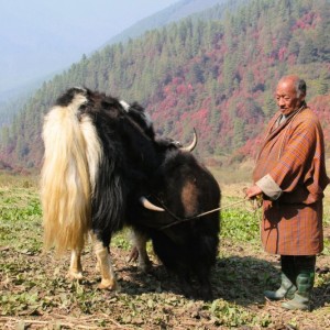 BHUTAN - IMG_0283BHUTAN_NEPAL_800x533_26ee331f7497928e9183913f65519499