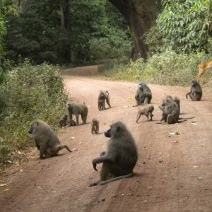 TANZANIA - TANZANIA_LUCA_047_800x600_335d337f9ae158196b6f72aa0a07a042