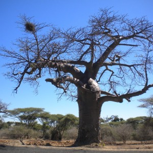 BOTSWANA - africa_153_800x600_3e20b7e1d6350976d57f67016130adca