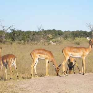 BOTSWANA - africa_201_800x600_e2163b3ce9c3cd3c0b884b6d4af6bdf4