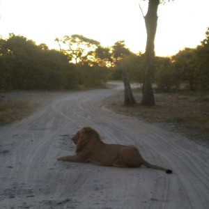 BOTSWANA - africa_227_800x600_e1794992e535f1faab29513f654edcef