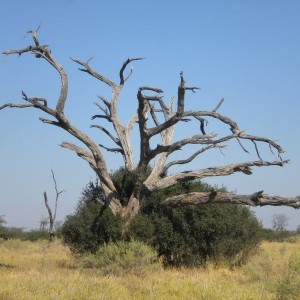 BOTSWANA - africa_248_800x600_a6530b75be26a64f3b9663c637d565be