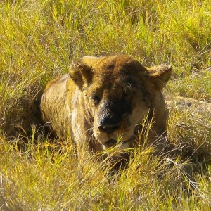 BOTSWANA - africa_433_800x600_311086b4ef2e99ed74dd66fc094dd191