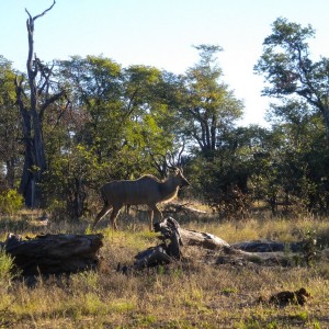 BOTSWANA - africa_446_800x600_f3956e3b082983de2f06870ce595dbf1