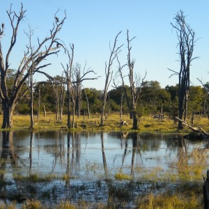 BOTSWANA - africa_448_800x600_98ae0e3efdf25cfbd8a499a92f016444