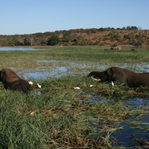 BOTSWANA - africa_REFLEX_039_800x533_a02e6f5ef2e3cb69c998fb7da64a2f51