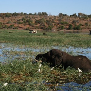 BOTSWANA - africa_REFLEX_042_800x533_a9ff05ba7b1845683656b51cb2472175