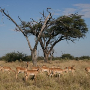 BOTSWANA - africa_REFLEX_092_800x533_3e91b2b47236f1d623c55ef9737df2de