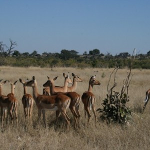 BOTSWANA - africa_REFLEX_105_800x533_c69a5b790bf360200415ae85f428bf0f