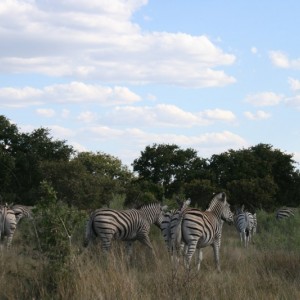 BOTSWANA - africa_REFLEX_111_800x533_e5fae963a669059ba20d049d5407643b