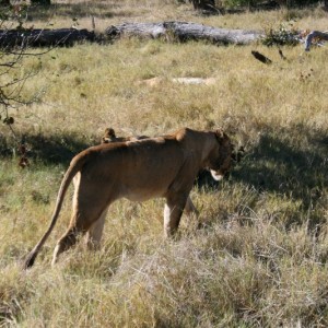 BOTSWANA - africa_REFLEX_171_800x533_63c4caffce3e4d2d6d41e1f1f8028ef4