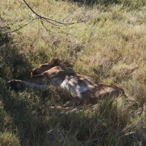 BOTSWANA - africa_REFLEX_174_800x533_1ea9d2c23009e210cbe7d58dd86287b0