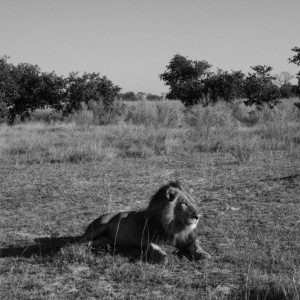 BOTSWANA - africa_REFLEX_212_800x533_19229070b8506ea2a4aa305c9691de8a