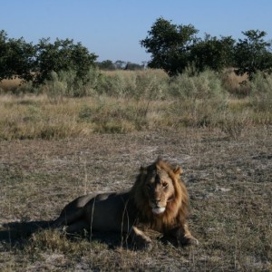 BOTSWANA - africa_REFLEX_214_800x533_ed9e3036d4e558816cd64e7337babcac