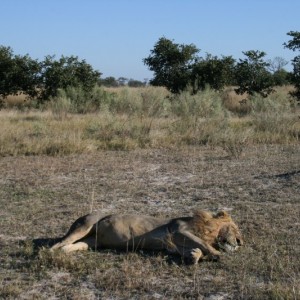 BOTSWANA - africa_REFLEX_218_800x533_0a27b809847ed60132124857af74fce1