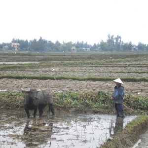 VIETNAM - cambogia-vietnam_456_800x600_6a0b3489bf2213efca72572ec90641dc