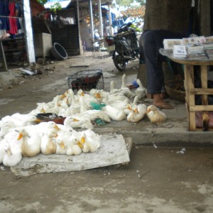 VIETNAM - cambogia-vietnam_469_800x600_7d007989a9809cf48e294a62643217dc